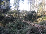 Nach Orkan Friederike - Zw. Dassel u. Erholungsheim  (14)